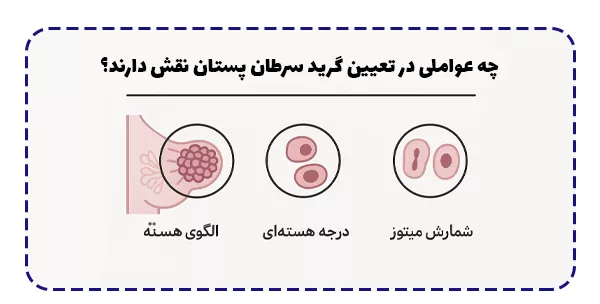 چه عواملی در تعیین گرید سرطان پستان نقش دارند؟ چه عواملی در تعیین گرید سرطان پستان نقش دارند؟
